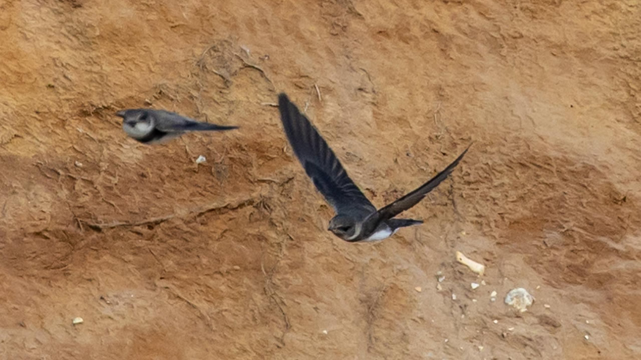 Partifecske Partifecske