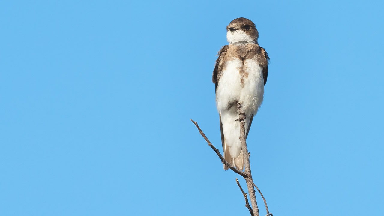 partifecske partifecske