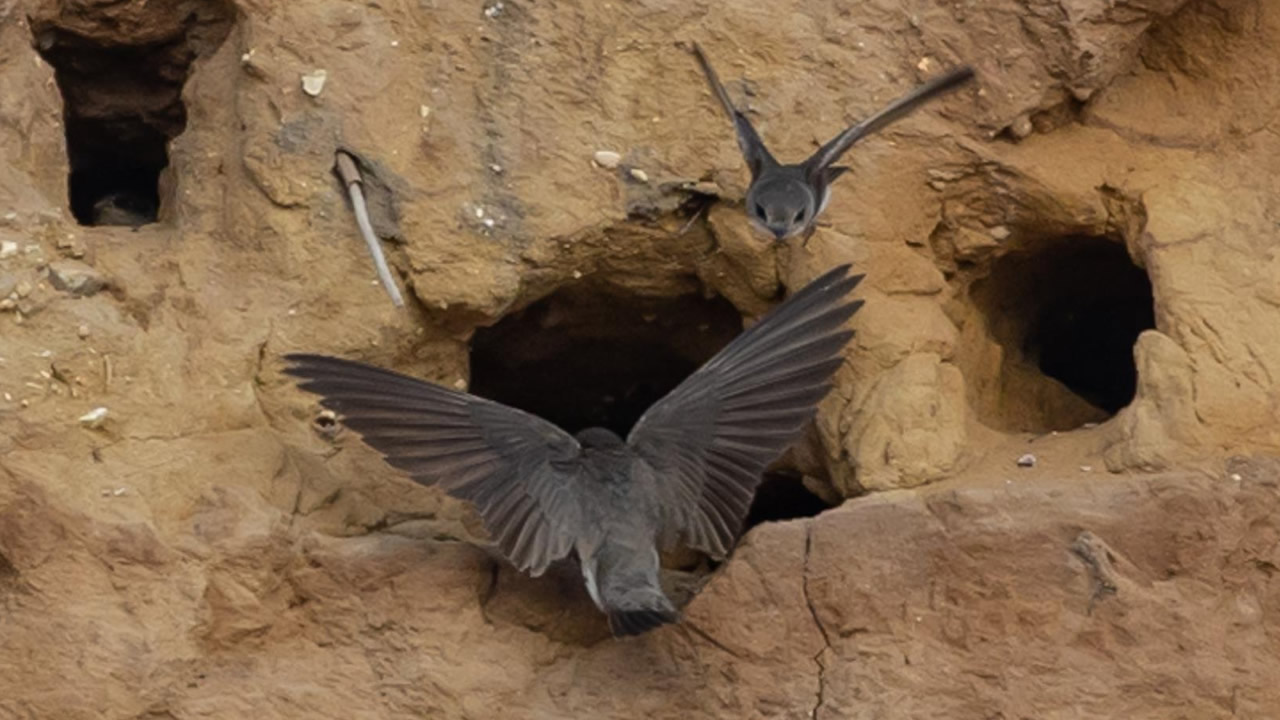 partifecske partifecske