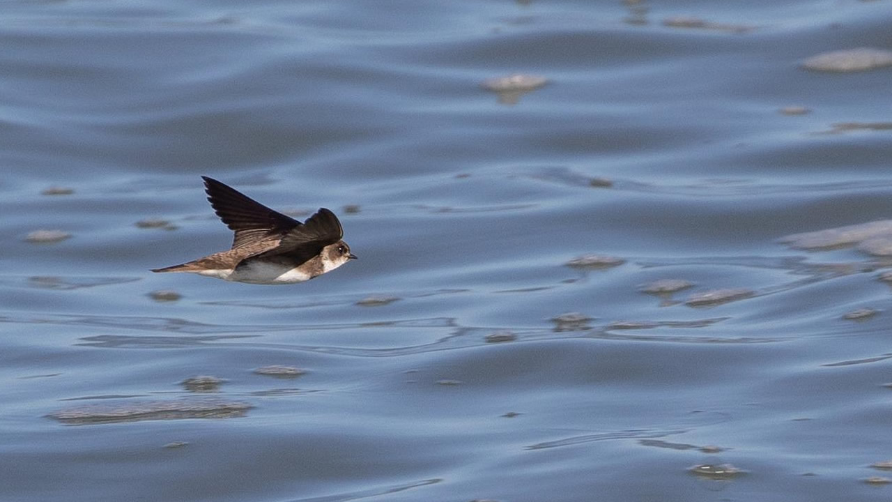 partifecske partifecske