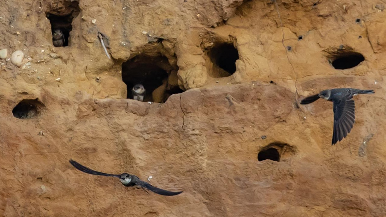 partifecske partifecske