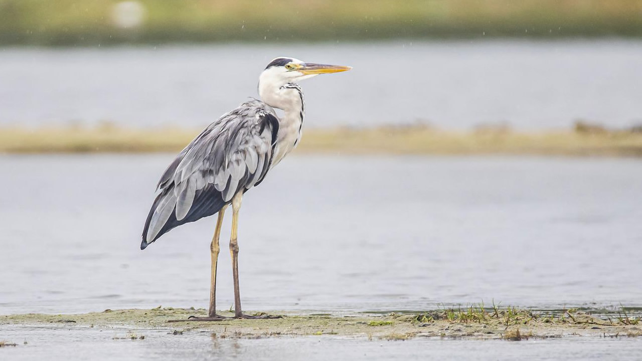 Szürke gém Szürke gém