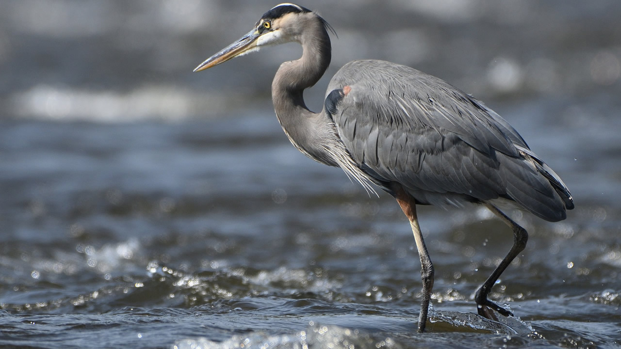 szürke gém szürke gém