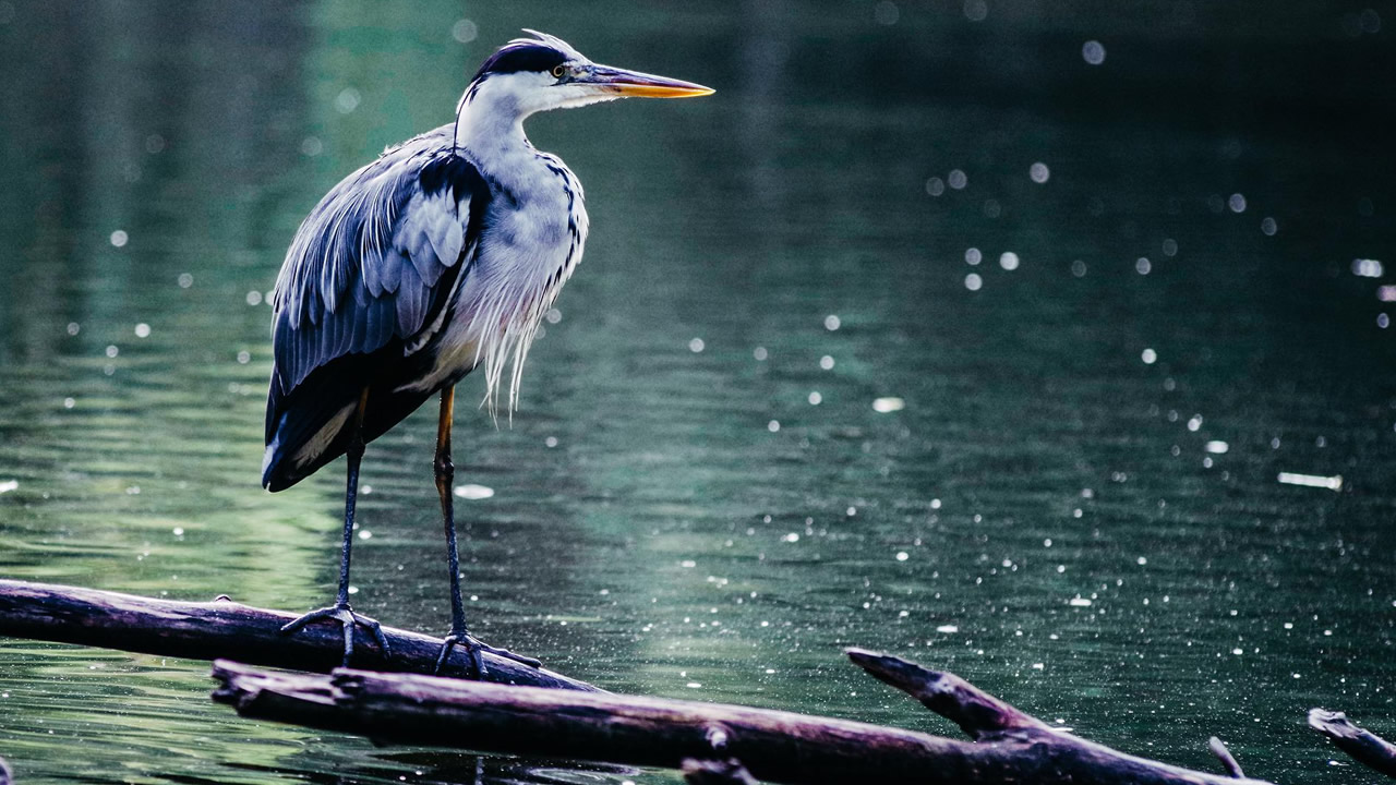 szürke gém szürke gém