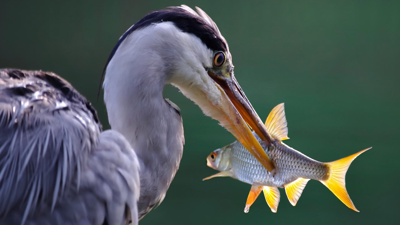 szürke gém szürke gém
