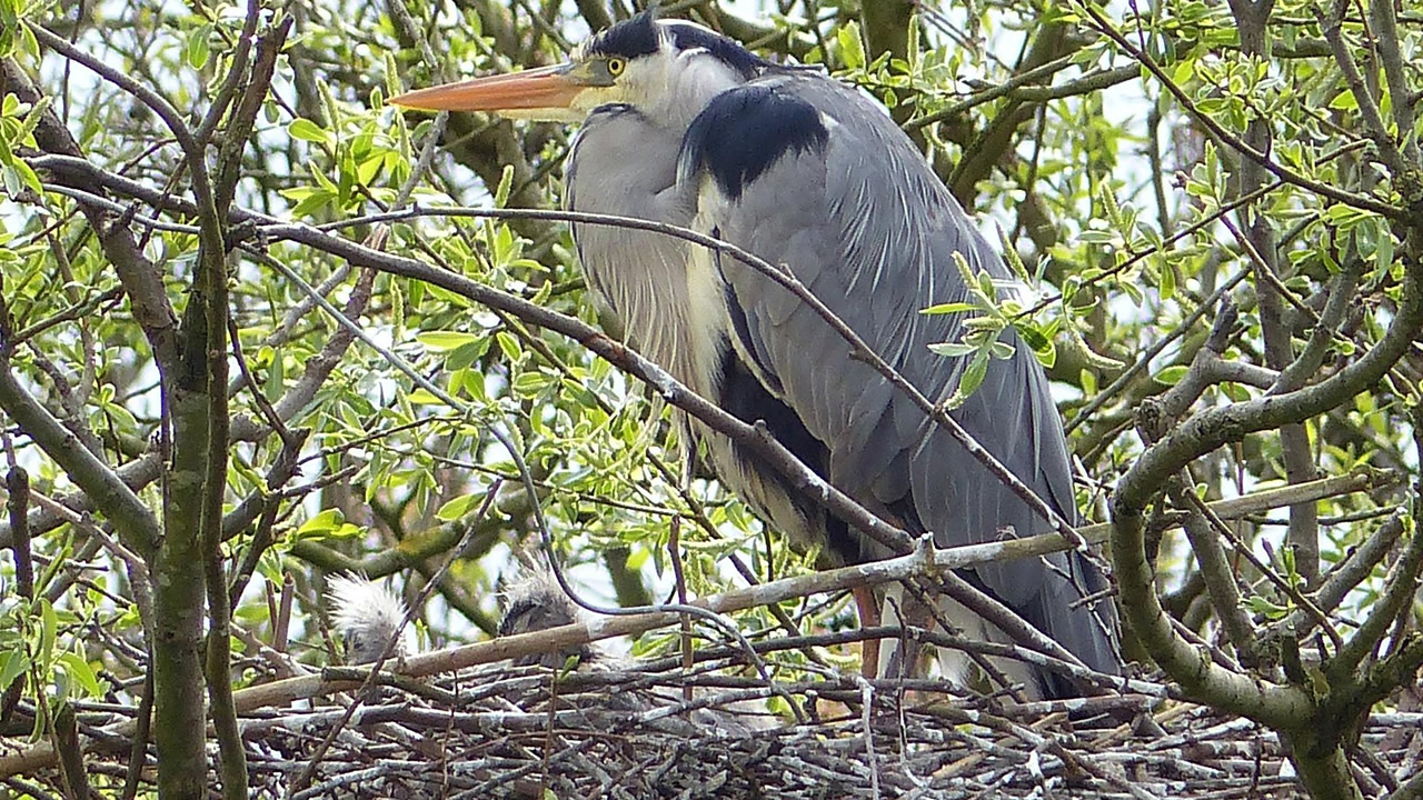 szürke gém szürke gém