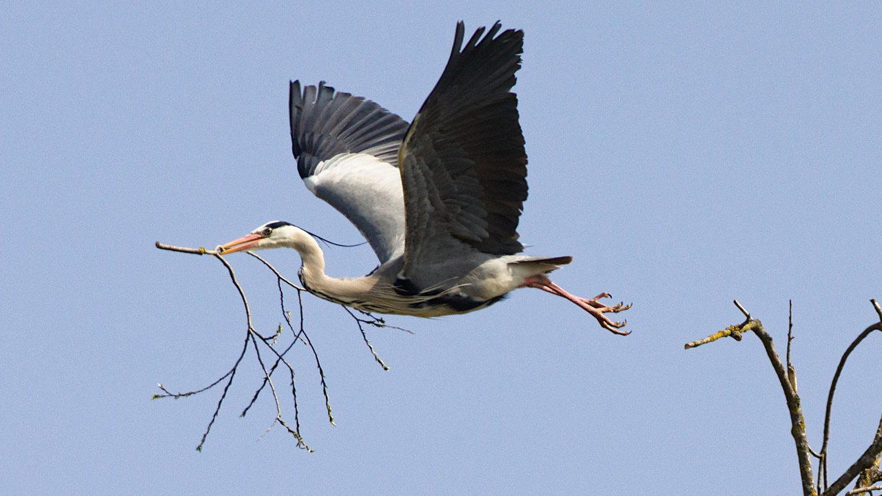 szürke gém szürke gém