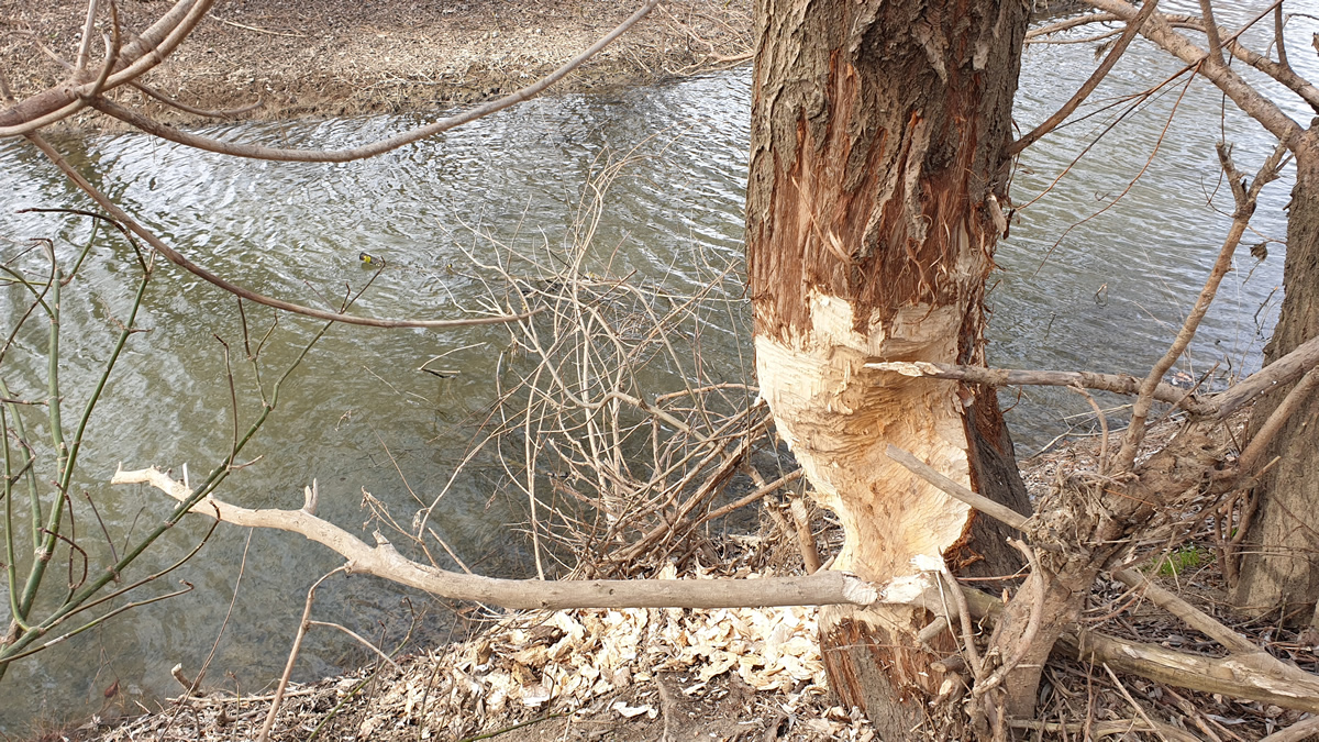 európai hód európai hód