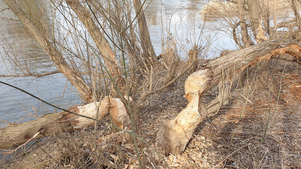 európai hód európai hód