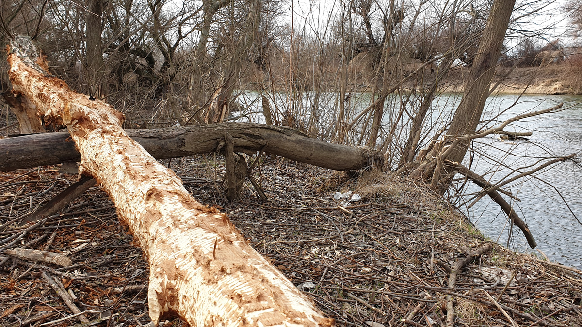 európai hód európai hód