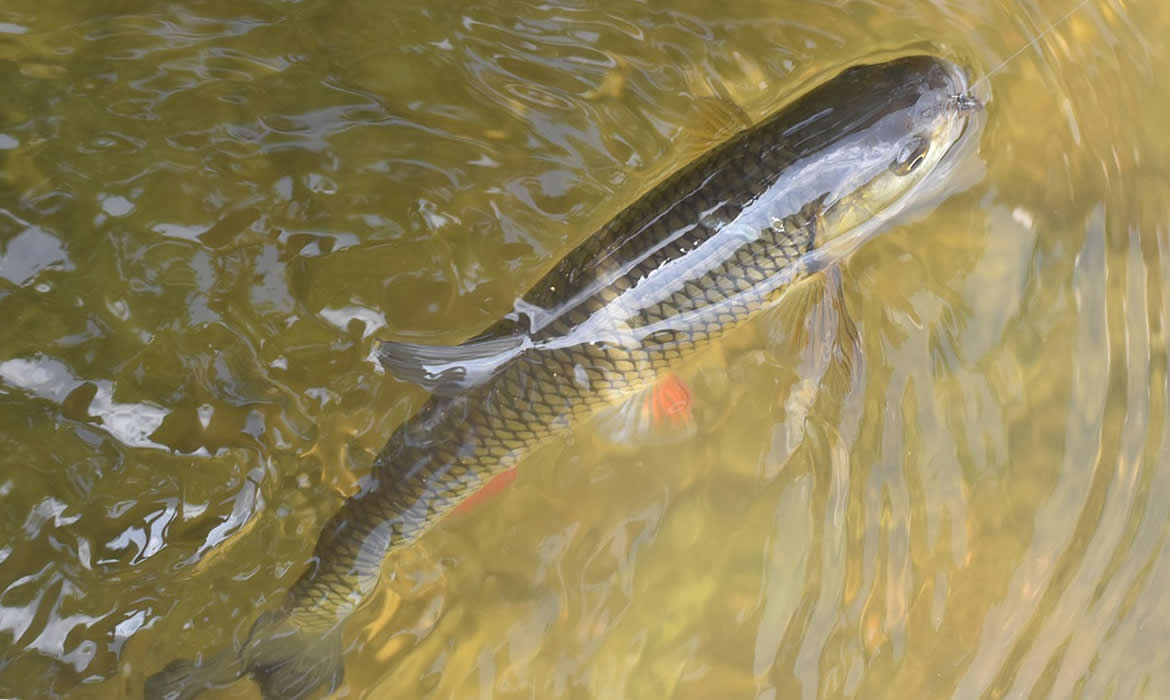 Fejes domolykó Fejes domolykó