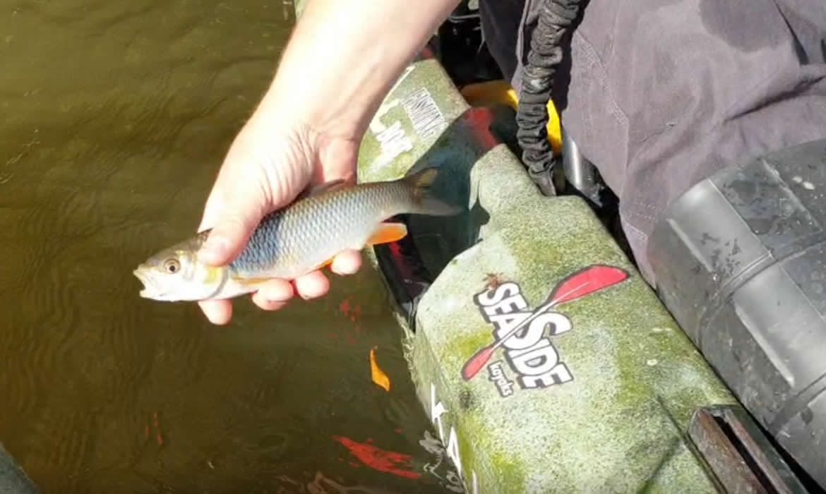 Fejes domolykó Fejes domolykó