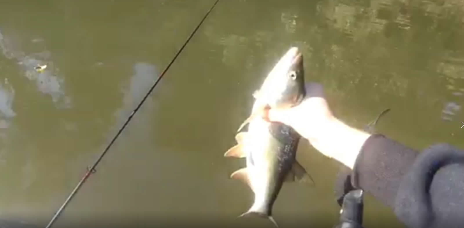 Domolykó szabadon engedés Domolykó szabadon engedés