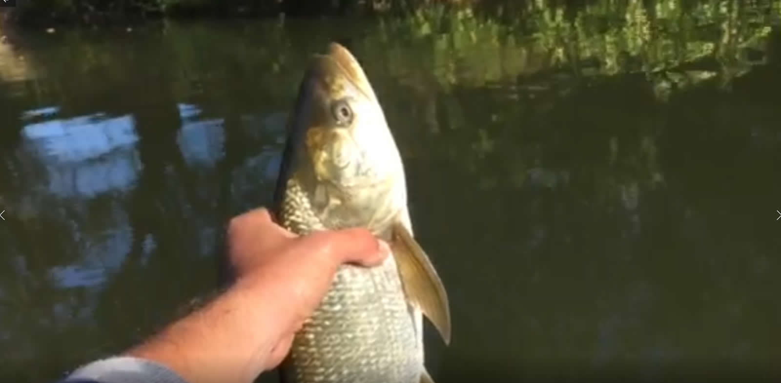 Balin szabadon engedés Balin szabadon engedés