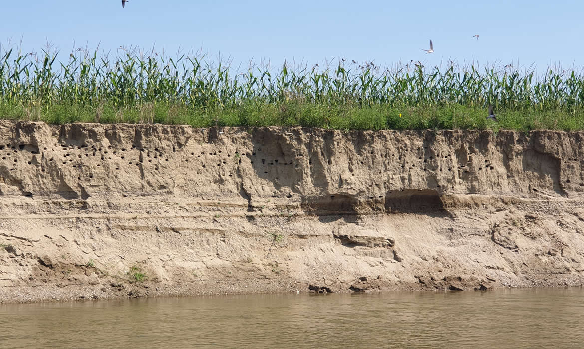 Sajó folyó Sajó folyó