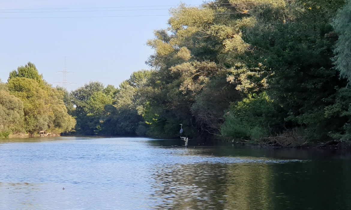 Sajó folyó Sajó folyó