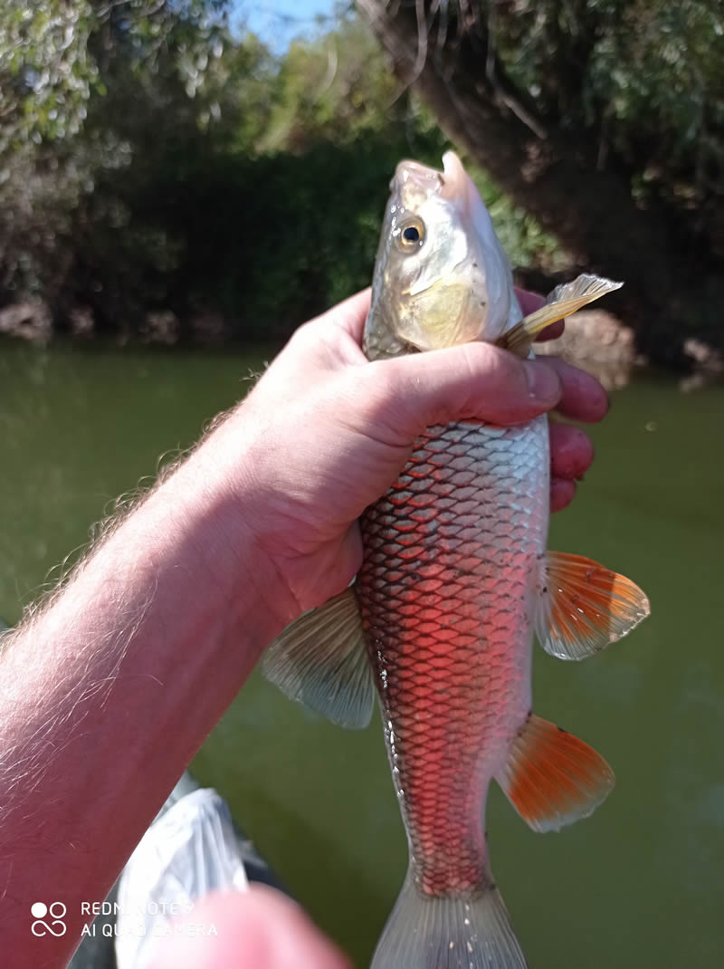 Domolykó a Sajóból horgászkajakos horgászat során kifogva Domolykó a Sajóból horgászkajakos horgászat során kifogva